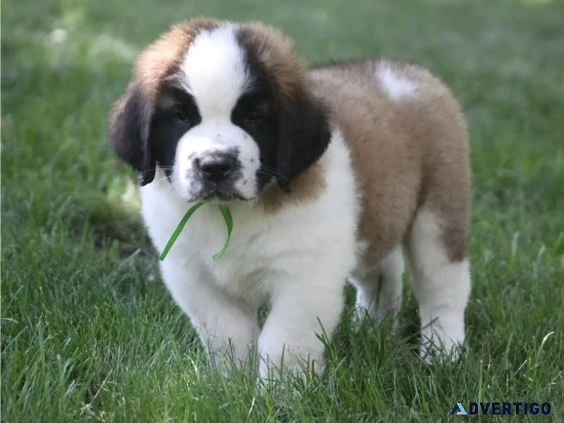 Well Socialized Saint Bernard Puppies For Sale