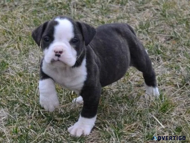 Gorgeous American Bulldog Puppies For Sale.