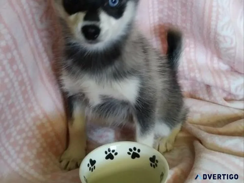 Beautiful Alaskan Klee Kai Puppies For Sale