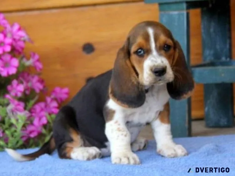 Healthy Basset Hound Puppies for sale