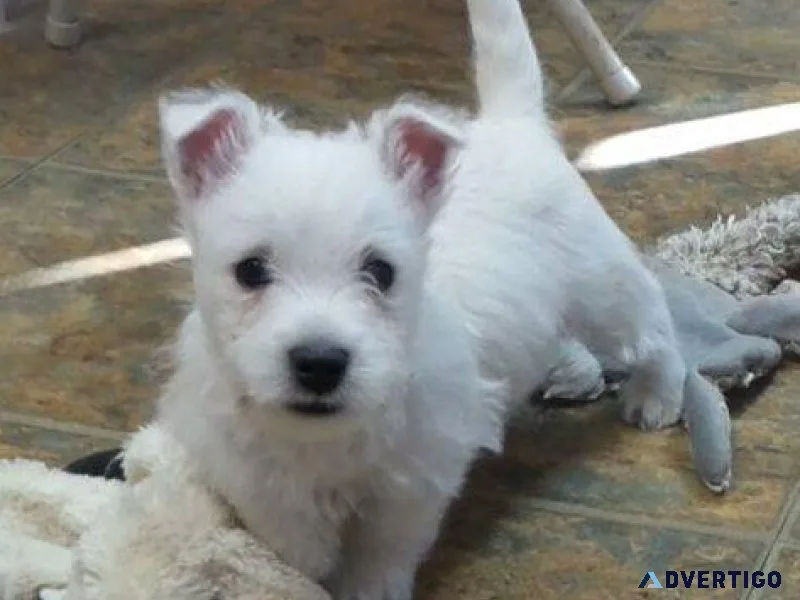 Excellent West Highland White Terrier Puppies