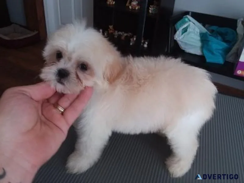 Lovely Shihpoo Puppies Available For Sale