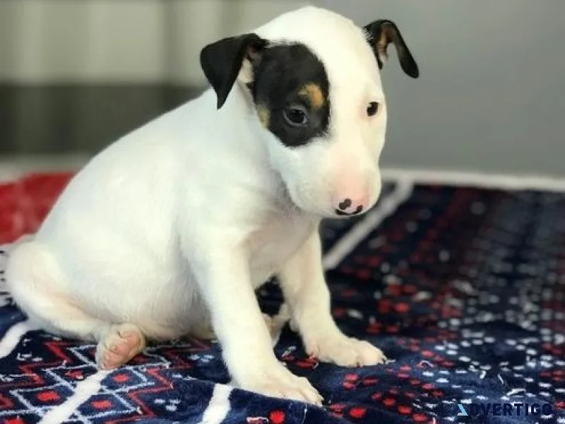 Attractives Bull Terrier Puppies