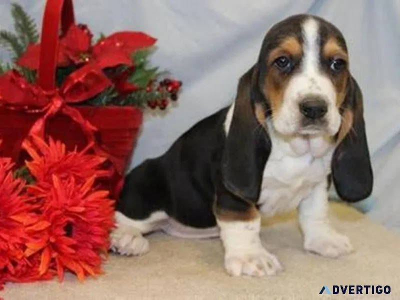 Basset Hound Puppies For Sale