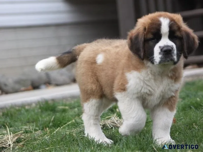 Well Socialized AKC Saint Bernard Puppies for sale.