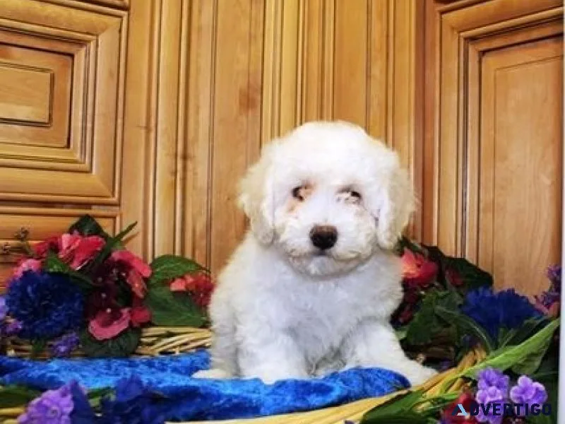 Top Quality Bulky Snow Bichon Frise Puppies For Xmas
