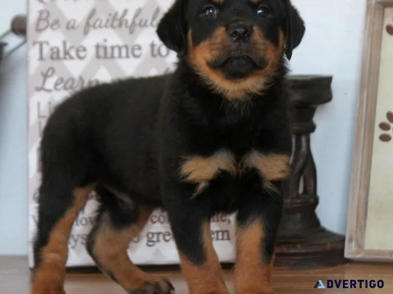 Gorgeous Rottweiler Puppies for sale.