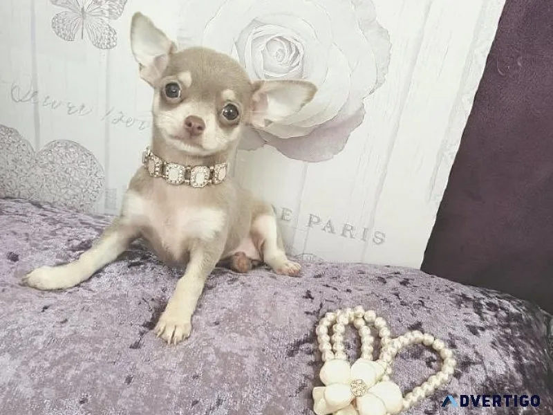 Chihuahua Puppies For Sale