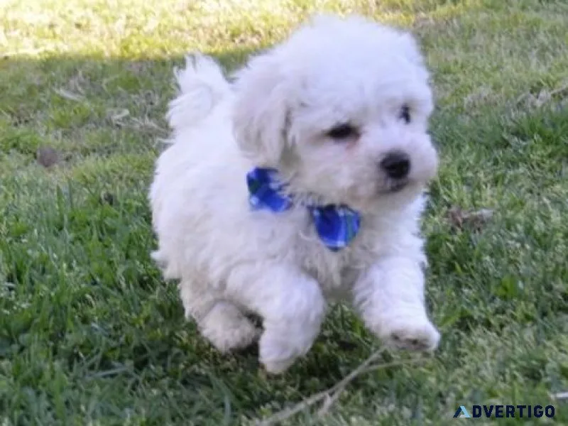 Pure White Bichon Frise Puppies