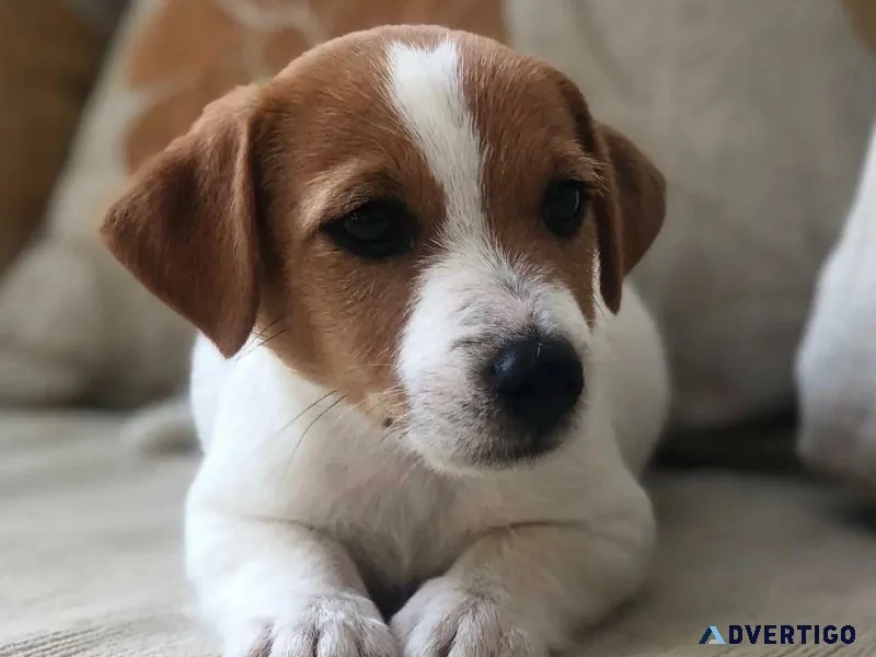 Registered Jack Russell Terrier Puppies