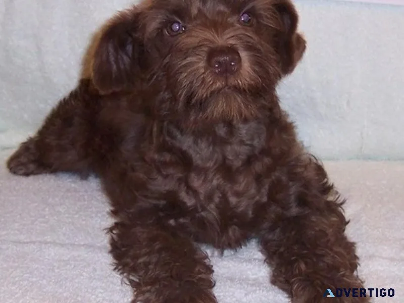 Miniature Schnauzer Puppies