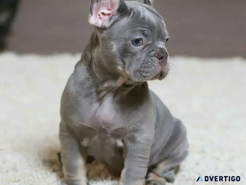 Amazing Male and Female French Bulldog Puppies