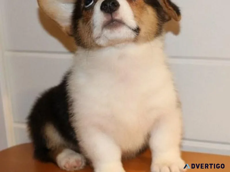 Pemborke Welsh Corgie Puppies