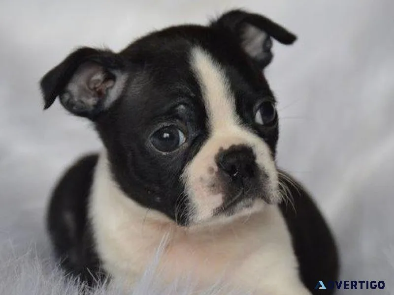 Boston Terrier Puppies For Sale