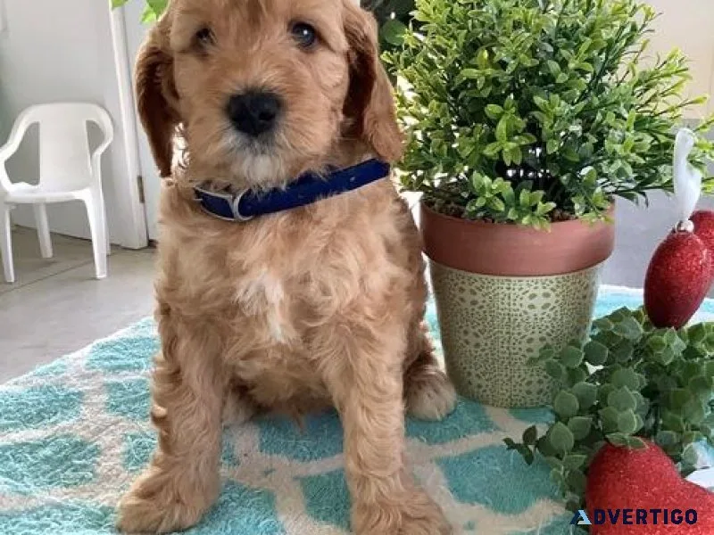 Goldenoodle Puppies