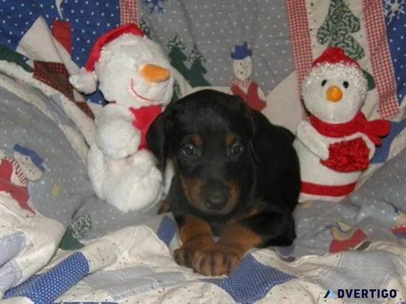 Doberman Pinscher Puppies