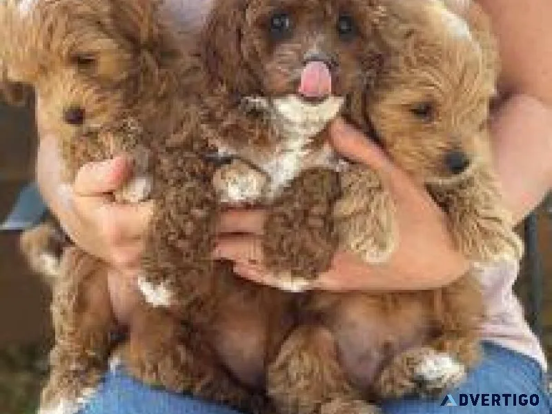 Lovely Cavapoo Puppies