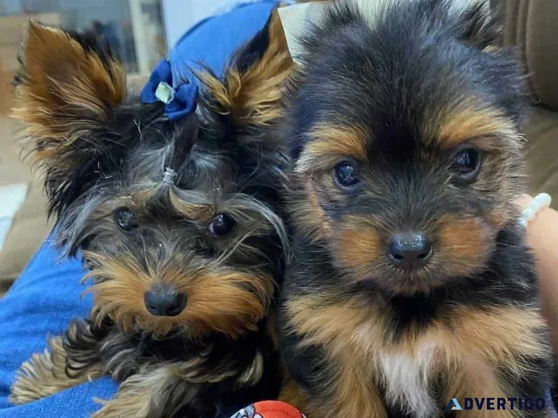 Tcup Yorkskire Terrier Puppies For Sale