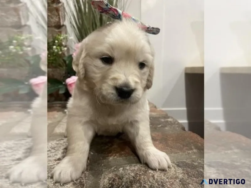 English Cream Golden Retriever Puppy