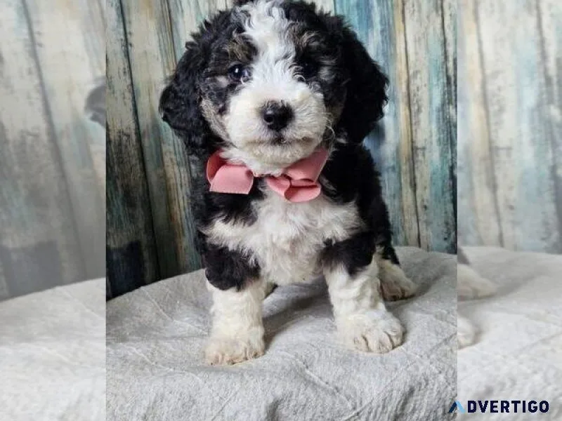 Bernedoodle Puppy (Miniature)