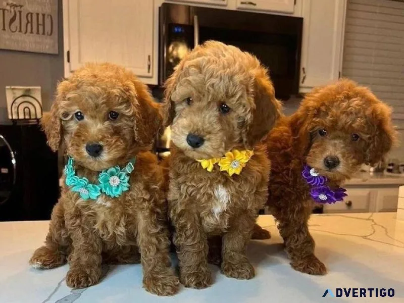 Toy Poodle Puppies