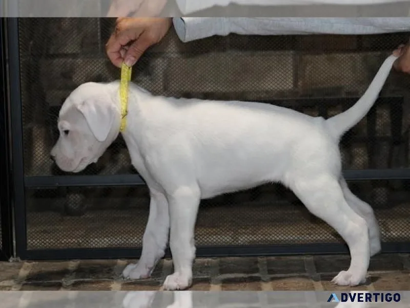 Dogo Argentino Puppy