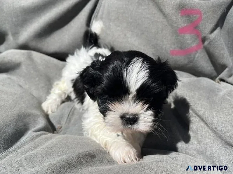 Shih Tzu Puppy Available