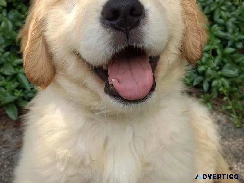 Green Field Golden Retrievers puppies