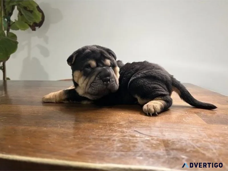 Chinese Sharpie Puppy