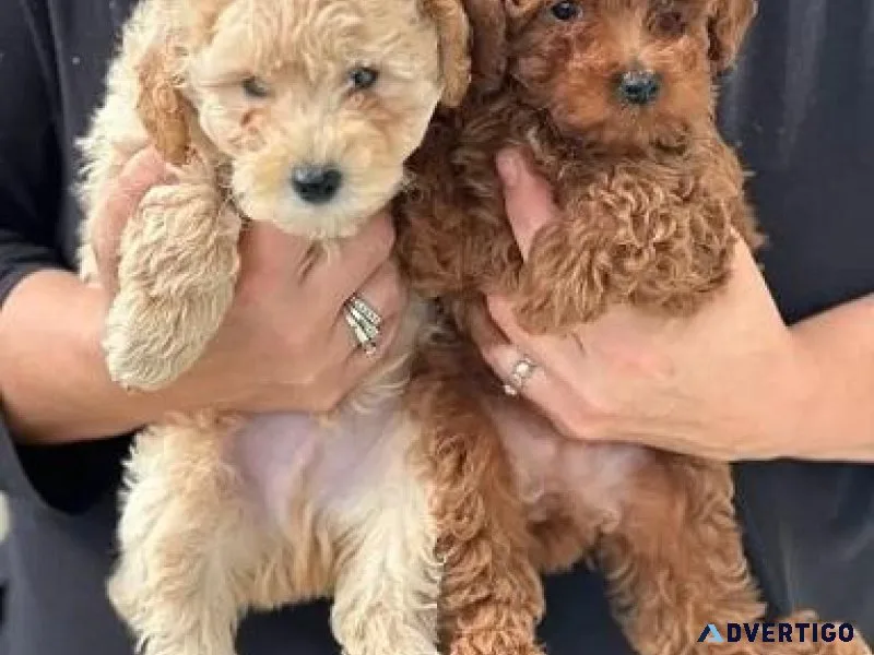 Beautiful Miniature Poodle Puppies