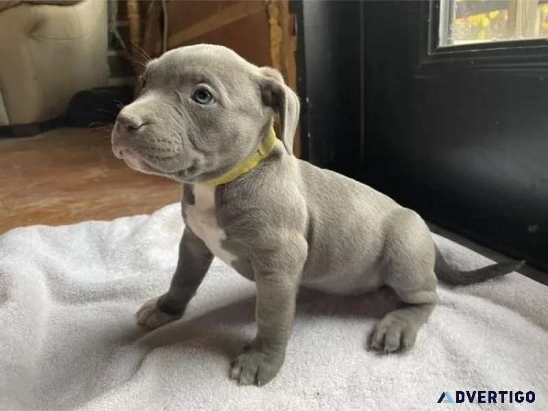 American Bulldog Puppy