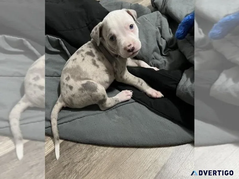 American Pit Bull Terrier Puppy