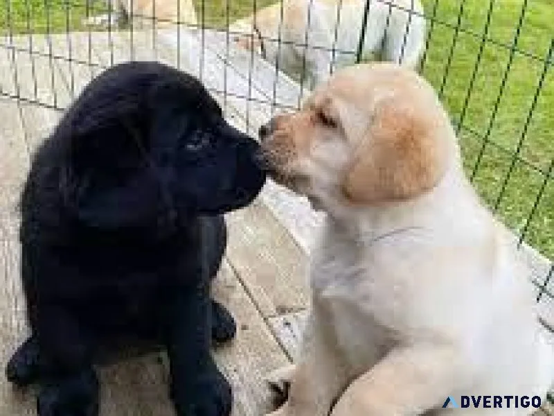 Cute Labrador Puppies