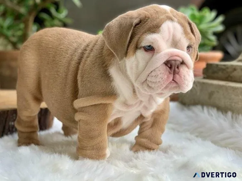 English Bulldog Puppies For Sale