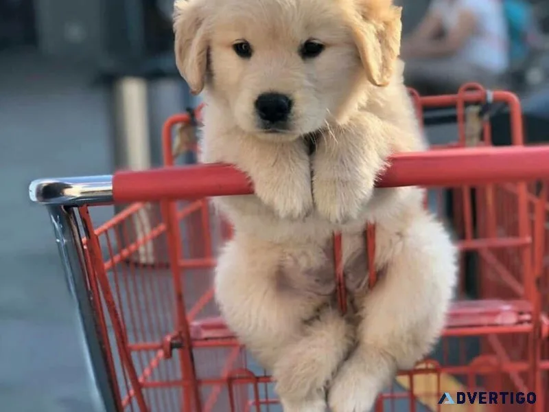 Golden Retriever Puppies