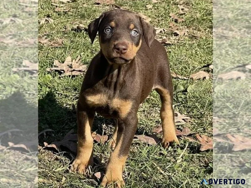 Doberman Pinscher Puppy
