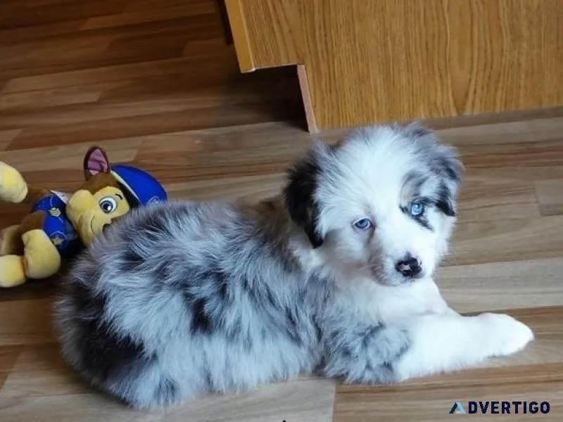 Affordable Australian Shepherd