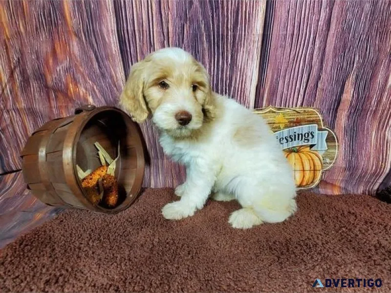 Female Goldendoodle Puppy
