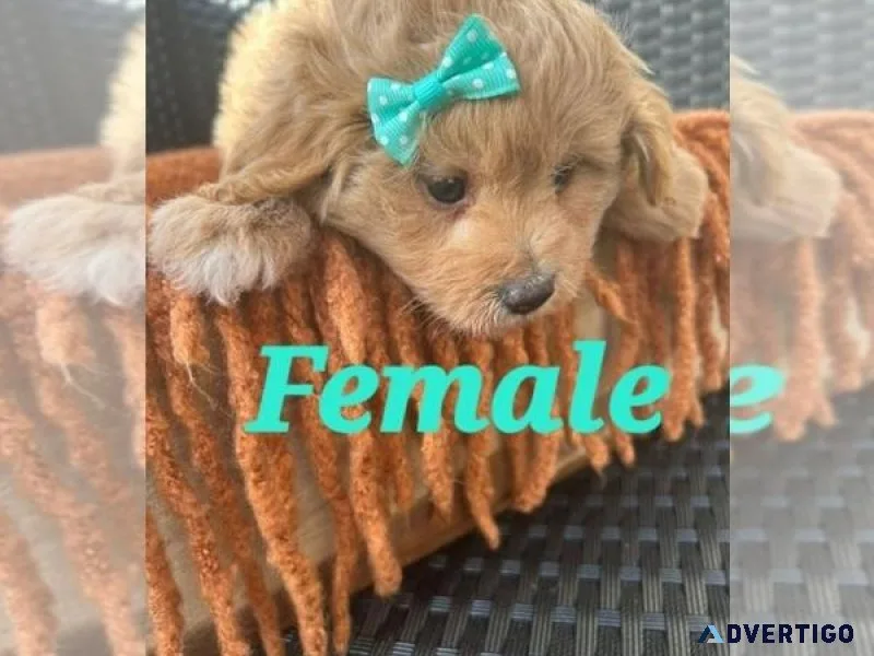 Loving Pom-A-Poo Puppy