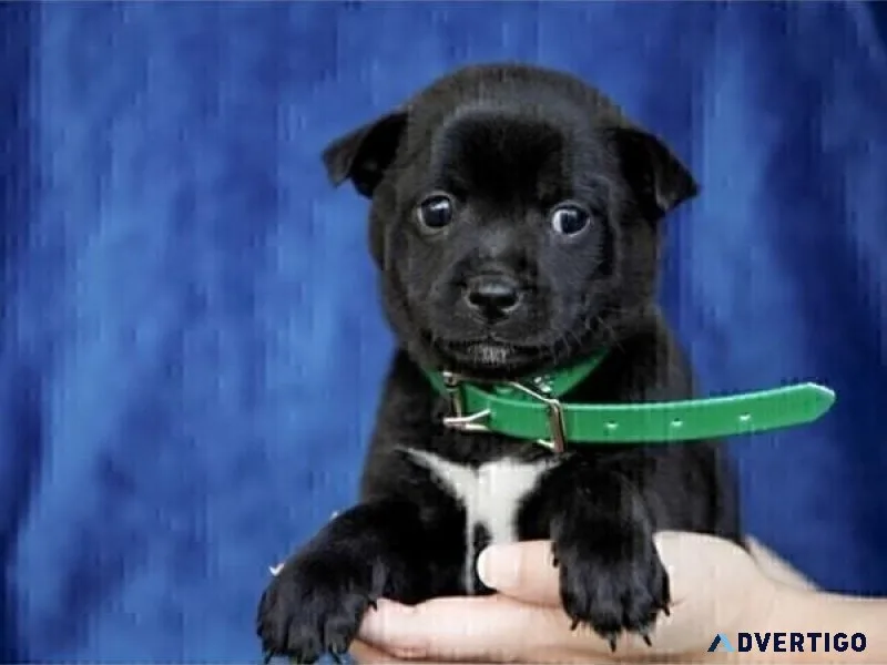 Jug-Shiba Inu Mix