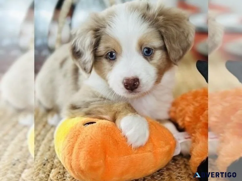 Miniature Australian Shepherd Puppy
