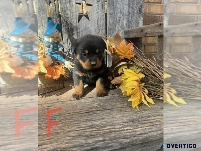 Rottweiler Puppy