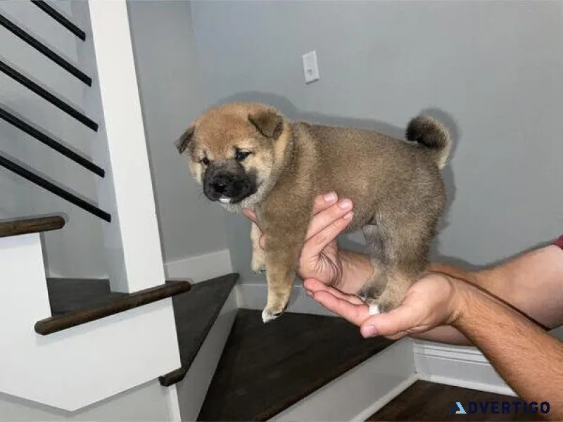 Shiba Inu Puppy