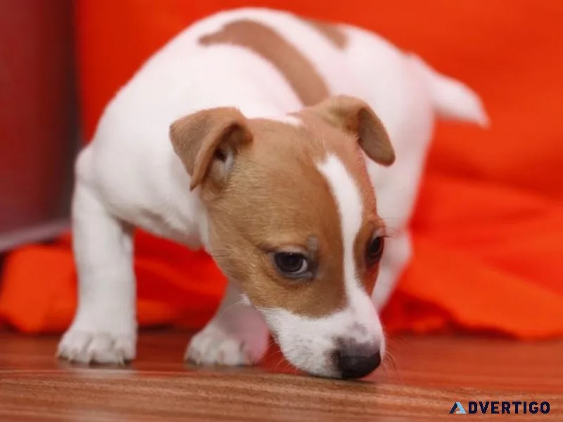 Jack Russell Terriers.