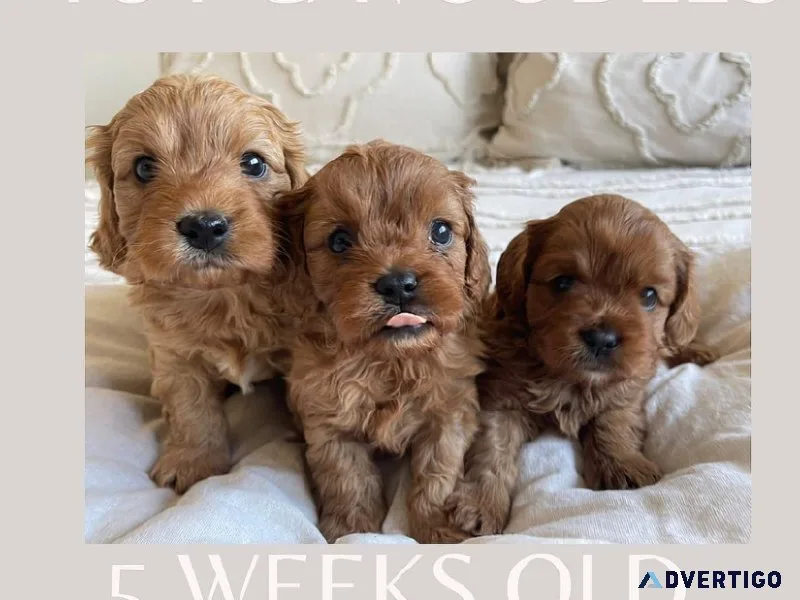 Find Your Ideal Companion Toy Cavoodles for Sale