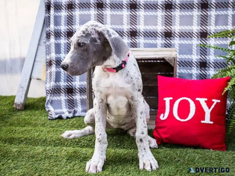 Adorable Great Dane Puppy