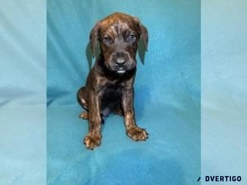 Cane Corso-Doberman Pinscher Mix Puppy