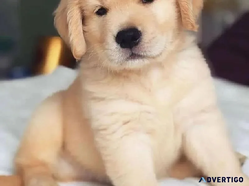 Golden Retriever Puppies For Sale