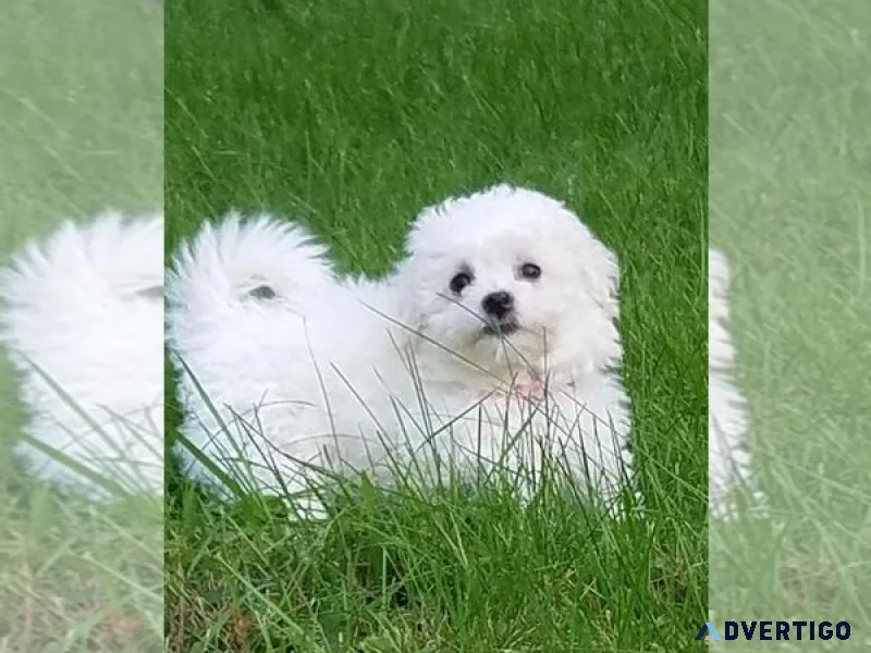 Bichon Frise Puppy