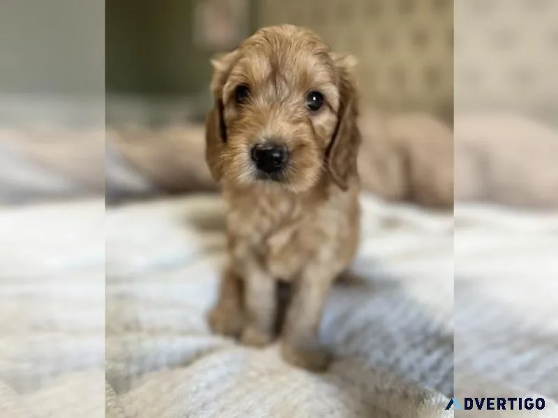 Goldendoodle Puppy (Miniature)